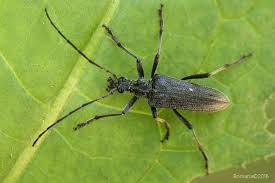 Attēlu rezultāti vaicājumam “Oxymirus cursor”