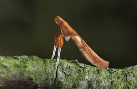 Attēlu rezultāti vaicājumam “Proutia betulina”