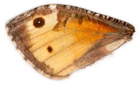 Attēlu rezultāti vaicājumam “Hipparchia semele underside”