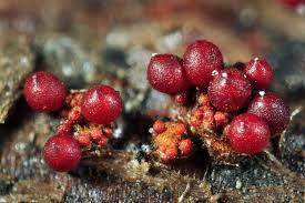 Attēlu rezultāti vaicājumam “Neonectria fuckeliana”