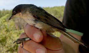 Image result for Sylvia hortensis