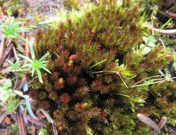 Attēlu rezultāti vaicājumam “Bryum”