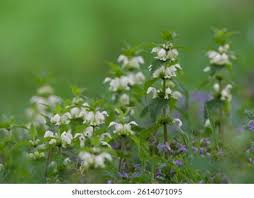 Attēlu rezultāti vaicājumam “Lamium album flower”
