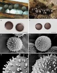 Attēlu rezultāti vaicājumam “Trichia alpina young”