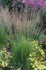 Attēlu rezultāti vaicājumam “Molinia caerulea flower”