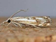 Attēlu rezultāti vaicājumam “Catoptria verellus”