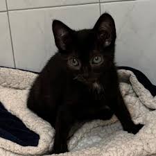 Image result for Black Cat Sac