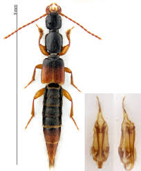 Attēlu rezultāti vaicājumam “Hydaticus transversalis”