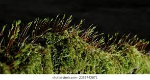 Attēlu rezultāti vaicājumam “Brachythecium rutabulum”