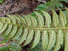 Attēlu rezultāti vaicājumam “Polystichum lonchitis”