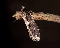 Attēlu rezultāti vaicājumam “Scardia boletella”