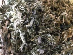 Attēlu rezultāti vaicājumam “Artemisia vulgaris bud”