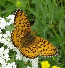 Attēlu rezultāti vaicājumam “Brenthis ino upperside”