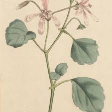 Attēlu rezultāti vaicājumam “Geraniaceae”