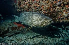 Image result for Epinephelus itajara
