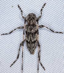 Attēlu rezultāti vaicājumam “Acanthocinus aedilis”