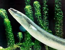 Image result for Anguilla anguilla