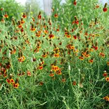 Image result for Ratibida columnifera