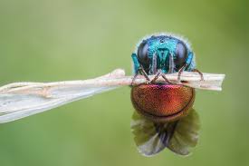 Attēlu rezultāti vaicājumam “Chrysididae”