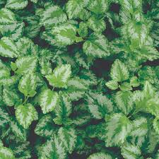 Attēlu rezultāti vaicājumam “Lamiastrum galeobdolon”