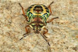 Attēlu rezultāti vaicājumam “Troilus luridus”