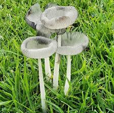 Attēlu rezultāti vaicājumam “Coprinus lagopus”