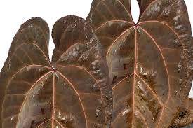 Attēlu rezultāti vaicājumam “Didymium aggregatum”