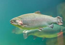Image result for Oncorhynchus mykiss
