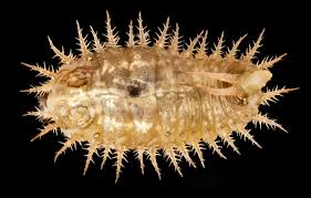 Attēlu rezultāti vaicājumam “Cassida”