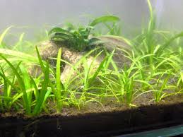 「水蘭」的圖片搜尋結果