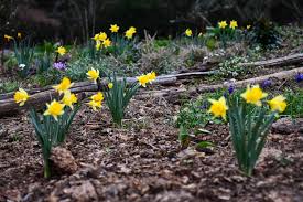 Attēlu rezultāti vaicājumam “Narcissus”