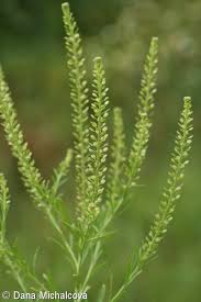 Attēlu rezultāti vaicājumam “Lepidium densiflorum flower”