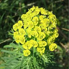 Attēlu rezultāti vaicājumam “Euphorbia cyparissias flower”