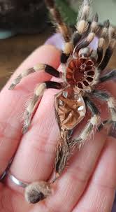 Image result for pheega