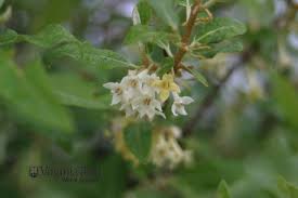 Attēlu rezultāti vaicājumam “Enteridium olivaceum young”