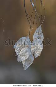 Attēlu rezultāti vaicājumam “Lunaria rediviva leaf”