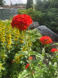 Attēlu rezultāti vaicājumam “Silene chalcedonica flower”