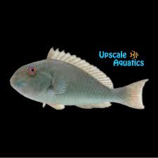 Image result for Sparisoma rubripinne