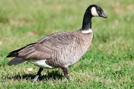 Attēlu rezultāti vaicājumam “Branta canadensis”