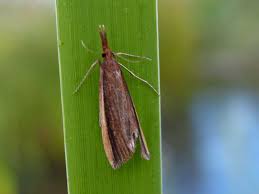 Attēlu rezultāti vaicājumam “Mucronella”