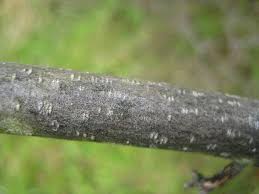 Attēlu rezultāti vaicājumam “Frangula alnus bud”