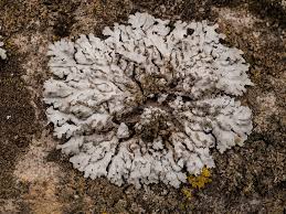 Attēlu rezultāti vaicājumam “Physconia detersa”