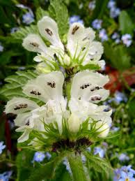 Attēlu rezultāti vaicājumam “Lamium album flower”