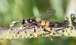 Attēlu rezultāti vaicājumam “Diphyus latebricola”