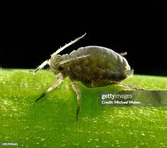 Attēlu rezultāti vaicājumam “Sternorrhyncha”