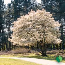 Attēlu rezultāti vaicājumam “Amelanchier canadensis”