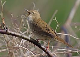 Image result for Locustella naevia