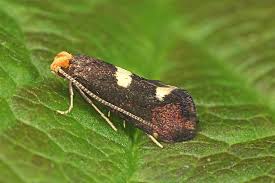 Attēlu rezultāti vaicājumam “Incurvaria oehlmanniella”