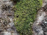 Attēlu rezultāti vaicājumam “Gymnostomum calcareum”