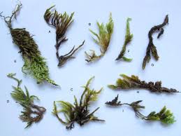 Attēlu rezultāti vaicājumam “Brachythecium salebrosum sporophyte”